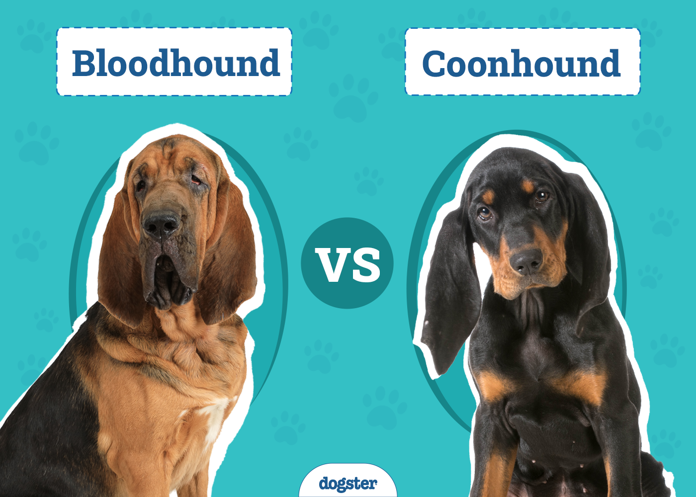Bloodhound vs Coonhound: The Differences (With Info & Pictures)