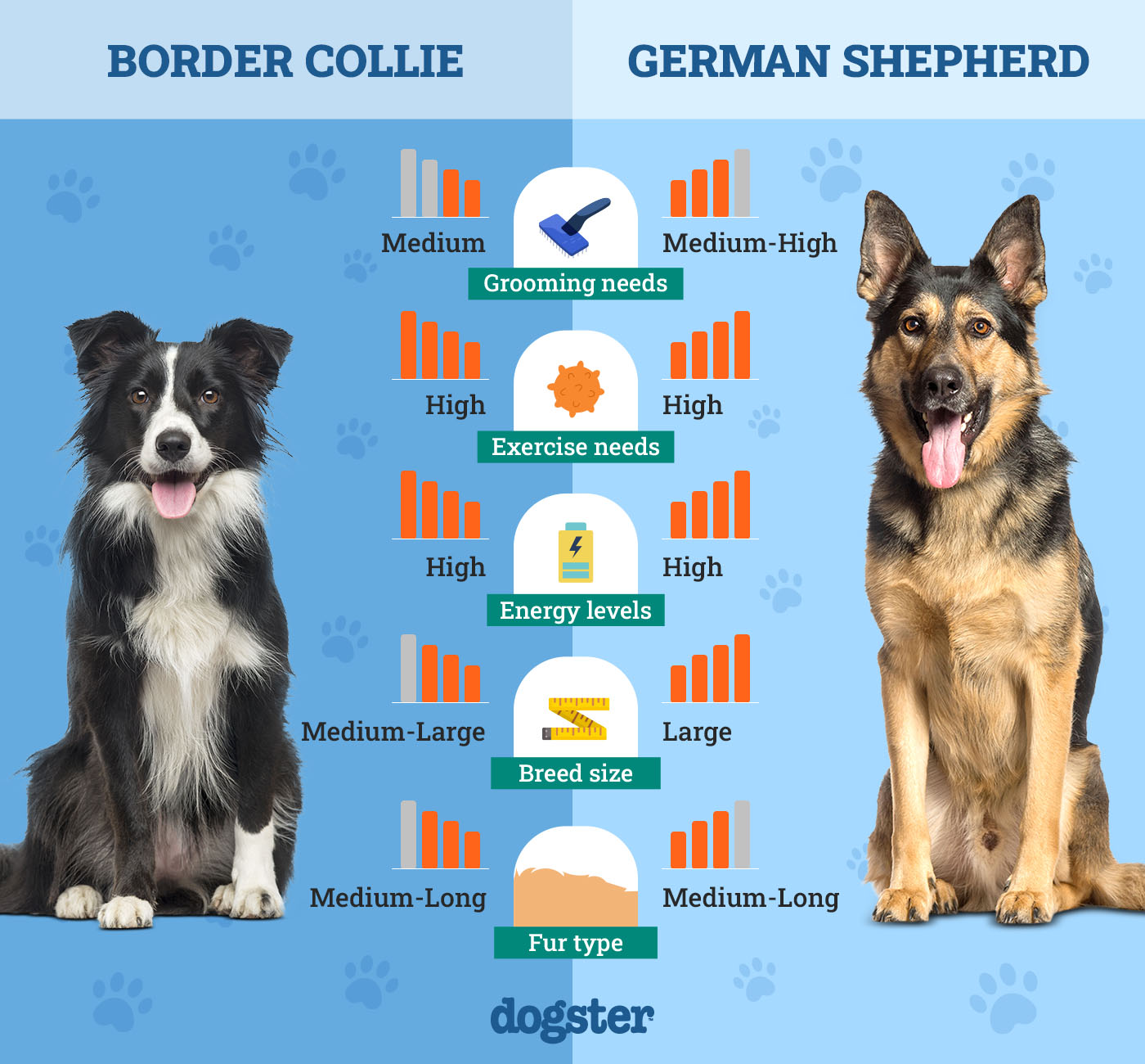 Dogster_Side by Side Comparison_Border Collie vs German Shepherd