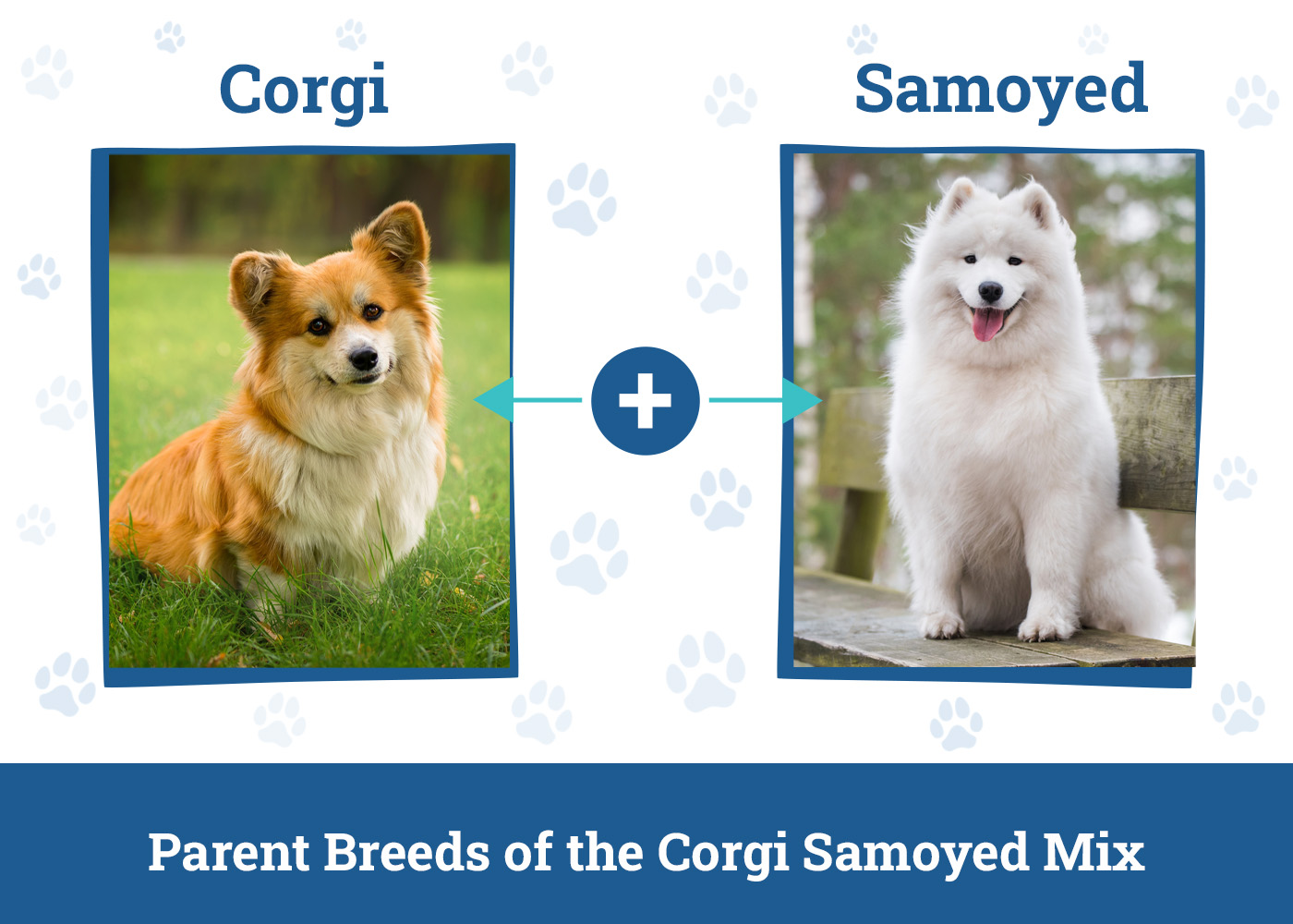Parent Breeds of the Corgi Samoyed Mix