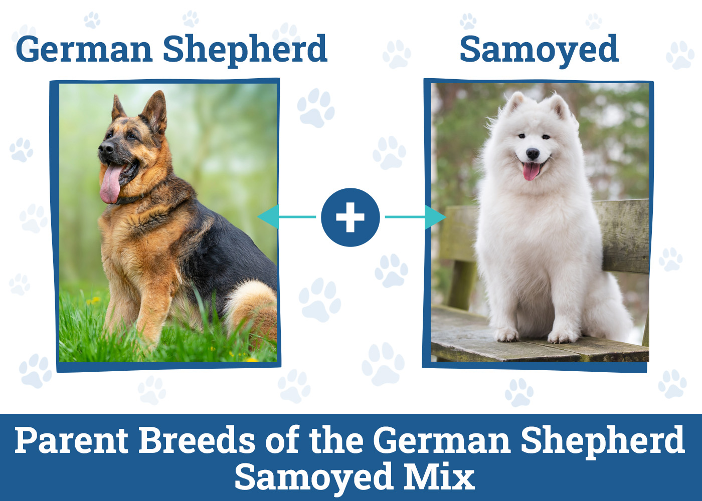 Parent Breeds of the German Shepherd Samoyed Mix