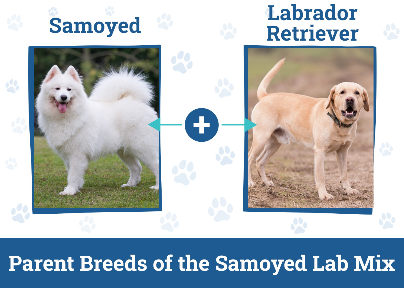 Parent Breeds of the Samoyed Lab Mix