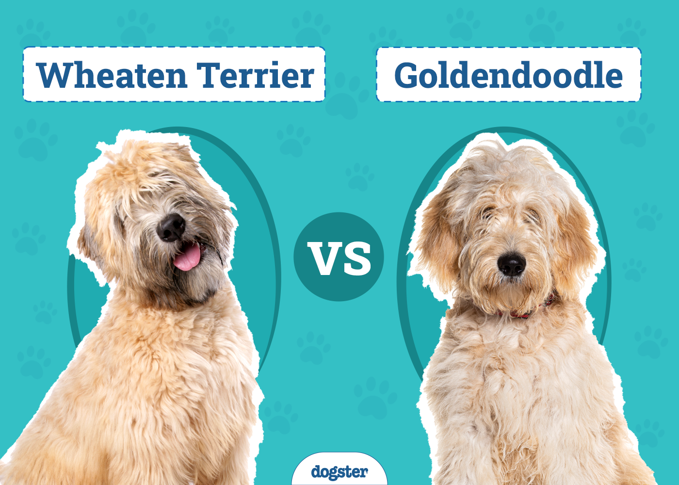 Wheaten Terrier vs. Goldendoodle: Differences Explained (With Info & Pictures)