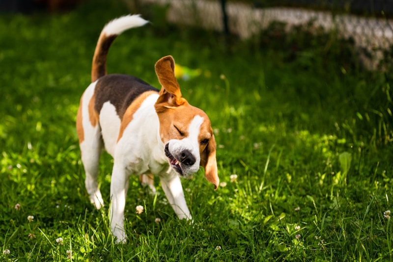 Why Is My Dog’s Head Shaking Like a Seizure? Vet-Verified Facts & FAQ