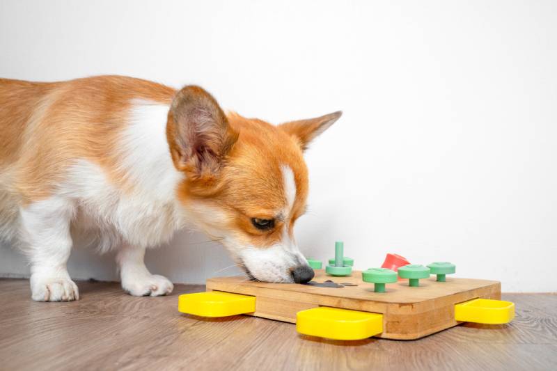12 Indoor Dog Games to Play When You’re Stuck Inside