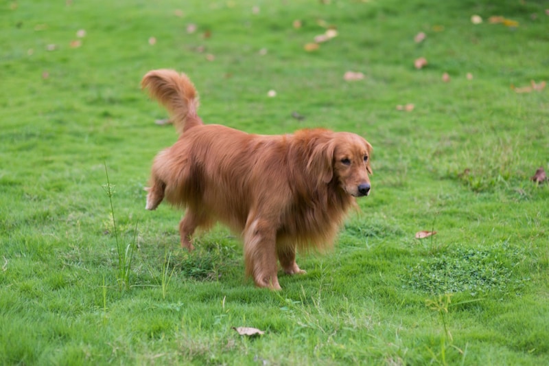 Why Does My Female Dog Lift Her Leg To Pee? Canine Behavior Explained