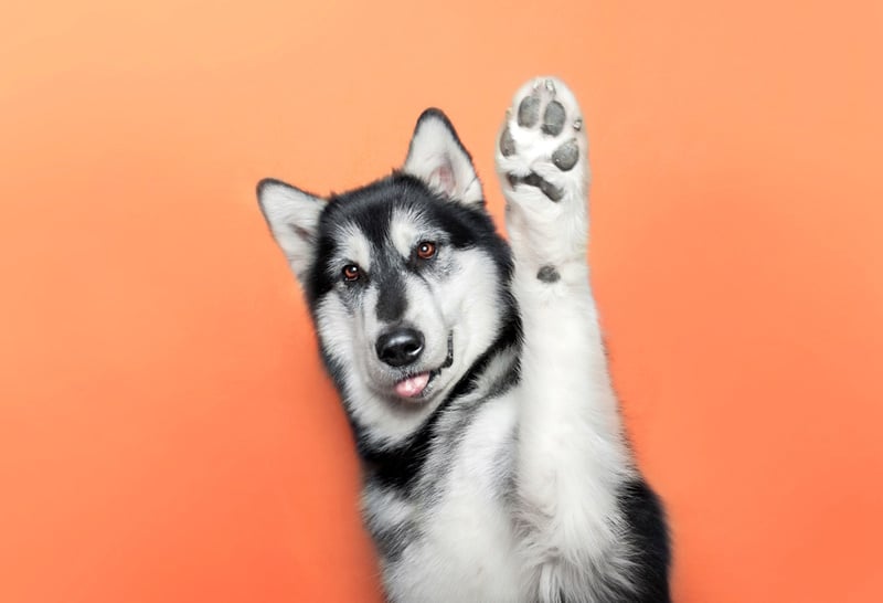 Why Are my Dog's Feet Itchy? Vet-Reviewed Health Concerns Explained