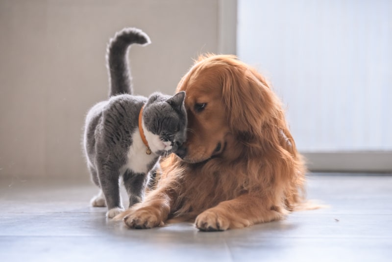 20 Dogs That Are Good with Cats: Pictures & Facts
