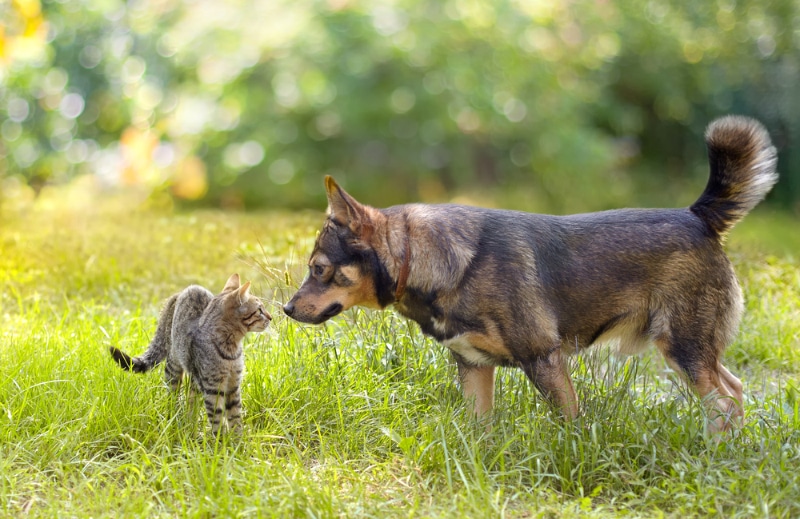 Can Dogs and Cats Talk to Each Other? Cool Vet-Reviewed Interspecies Facts