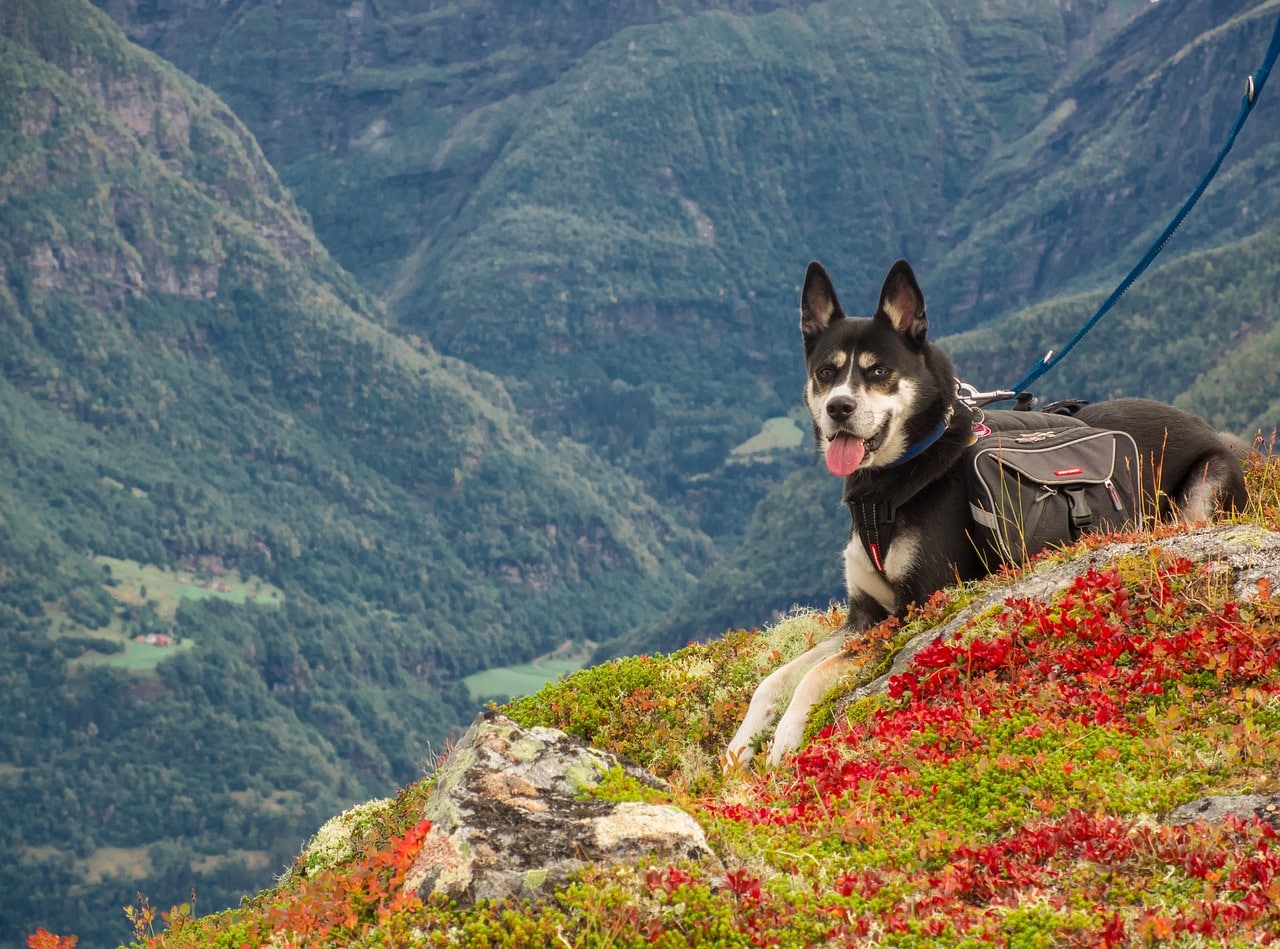5 Ways to Prepare for a Hike With Your Dog & What to Bring