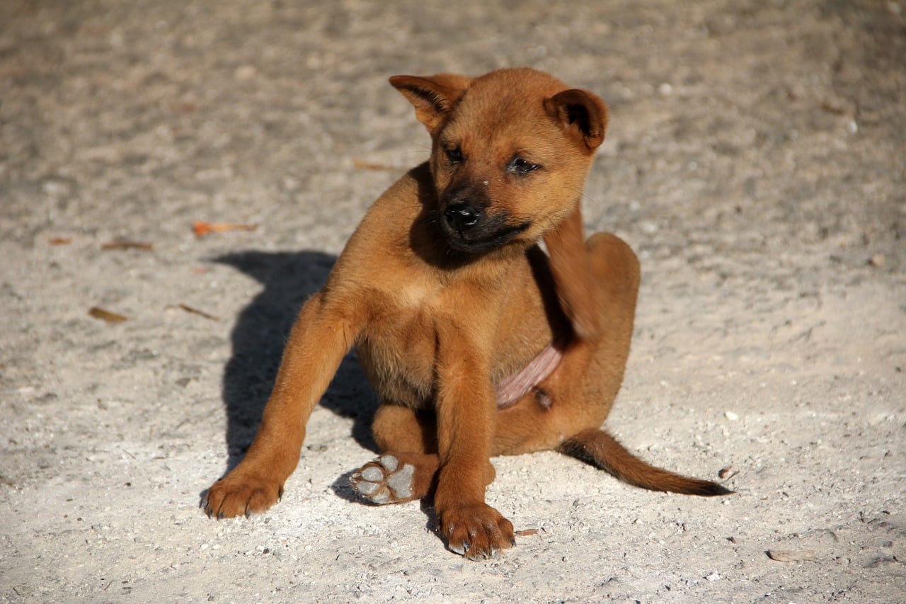 brown dog scratching
