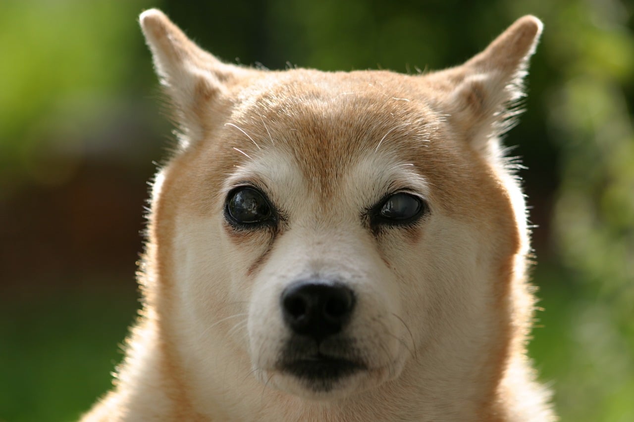 close up of a blind dog