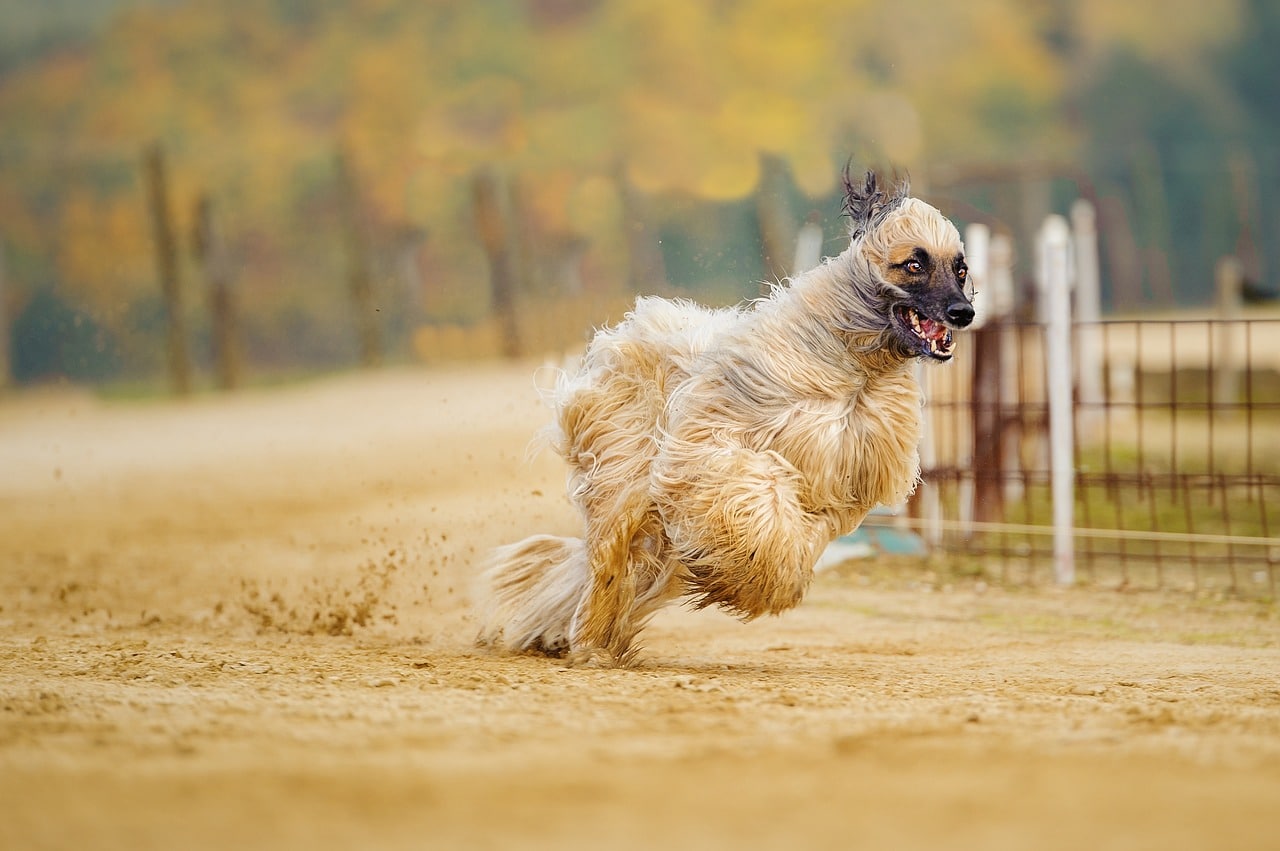 afghan hound
