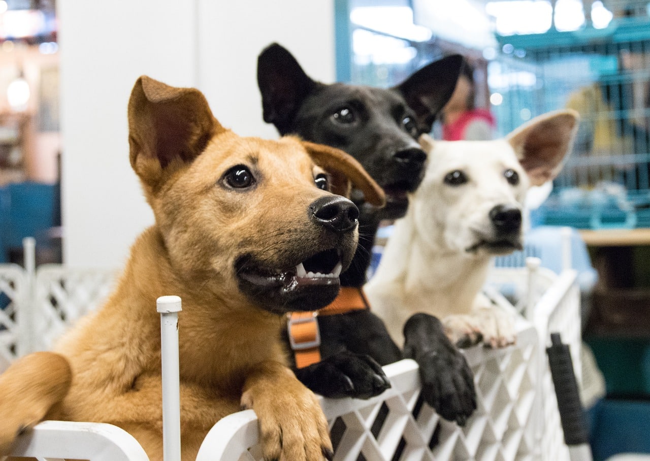 Short Term Foster Care for Dogs: Pros & Cons (Vet-Reviewed)
