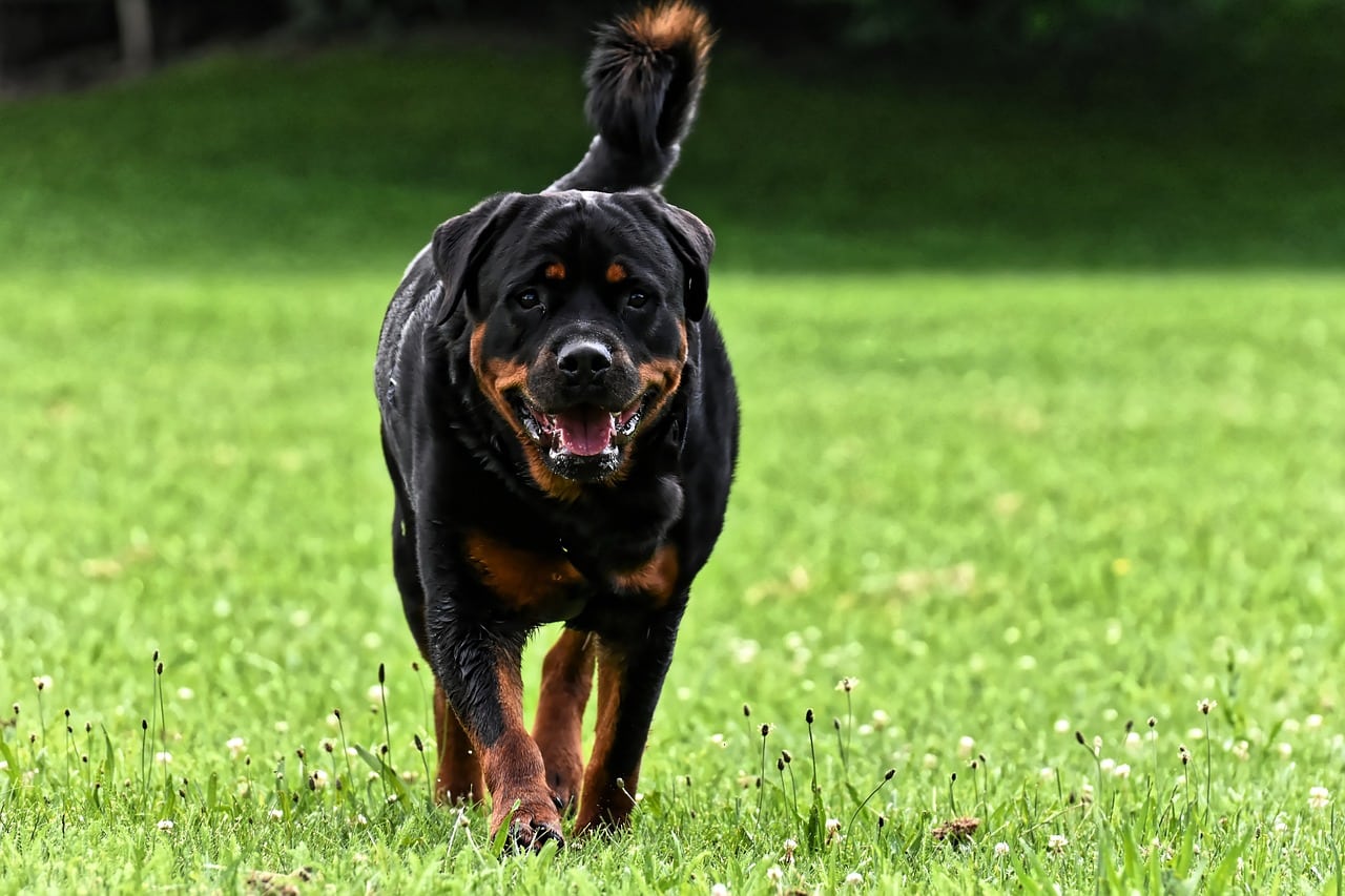 10 Interesting Rottweiler Facts (Vet-Reviewed)