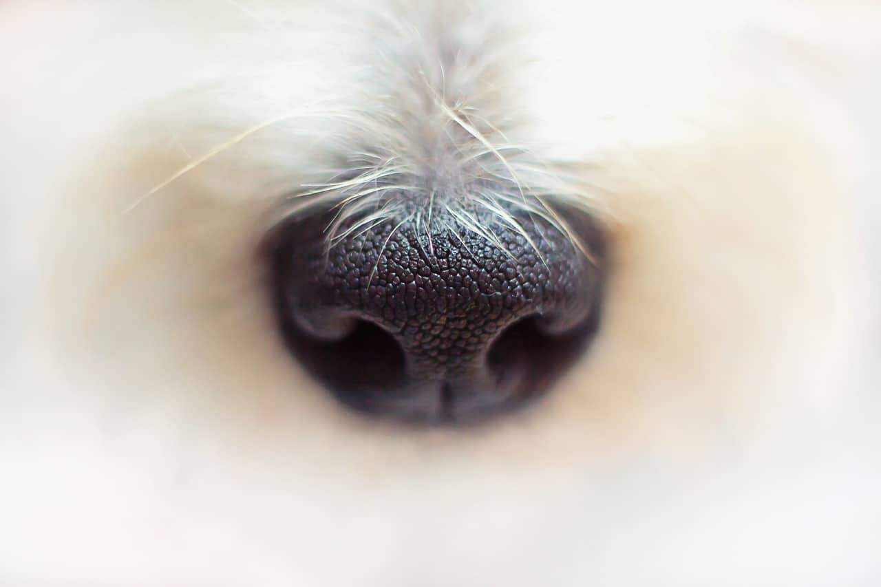 My Dog Is Losing Hair on Their Nose, What's Wrong? (Vet Answer)