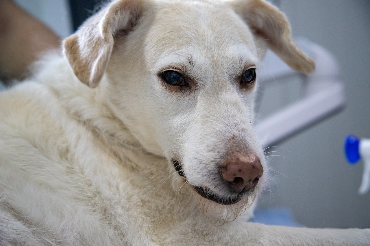 white retriever dog looking sick
