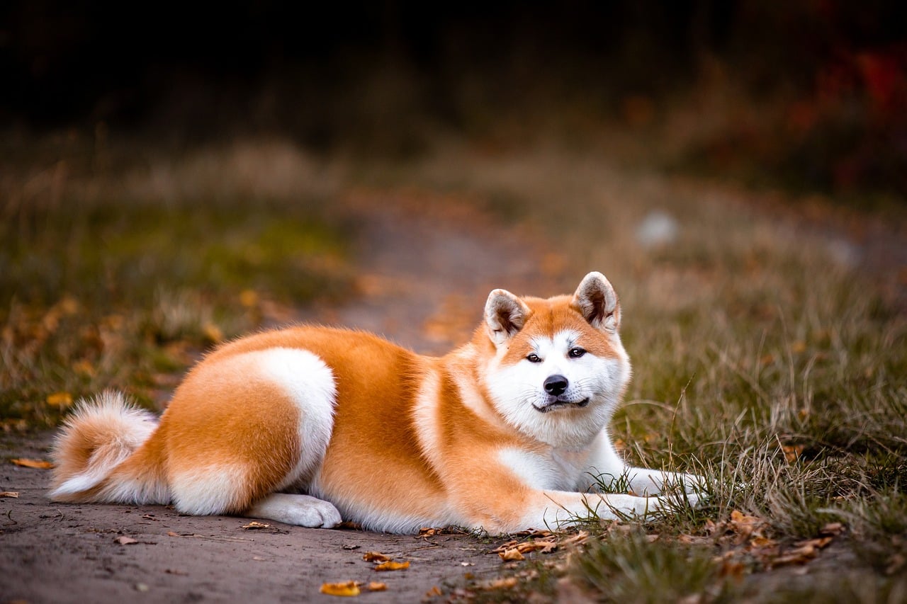 akita, dog, pet