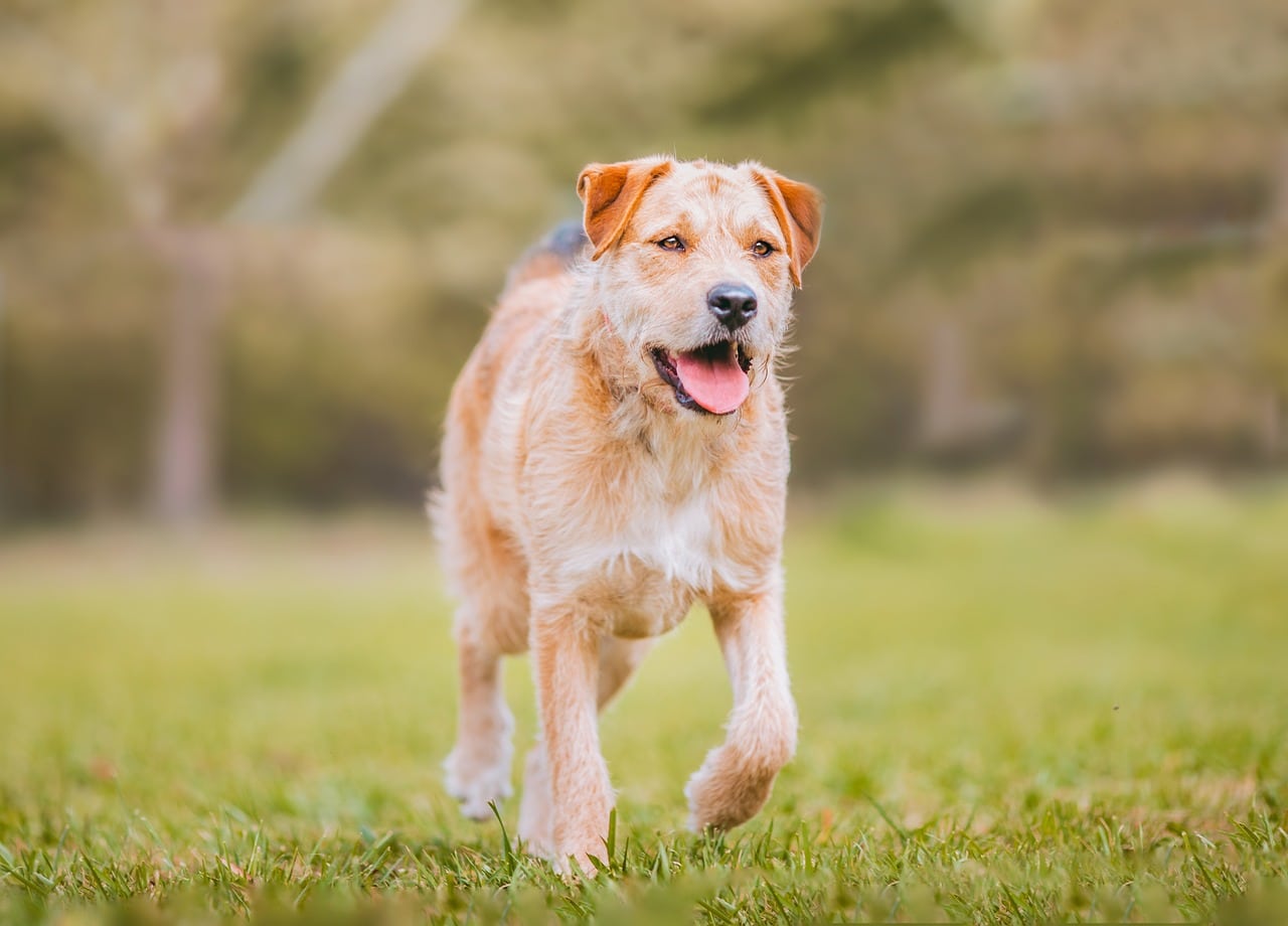 border terrier