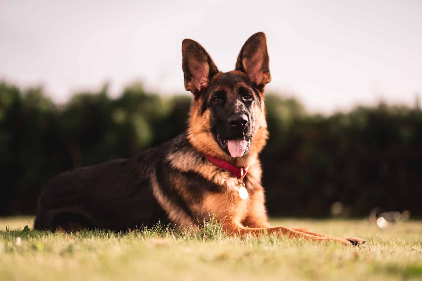 Rin Tin Tin: The Story of an International Dog Star