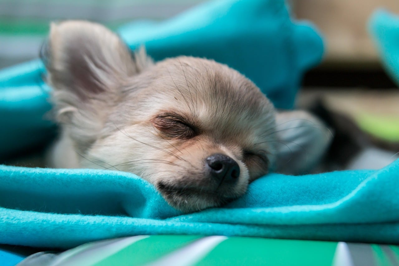 20 Lazy Dog Breeds to Relax With: Small & Large (With Info & Pictures)