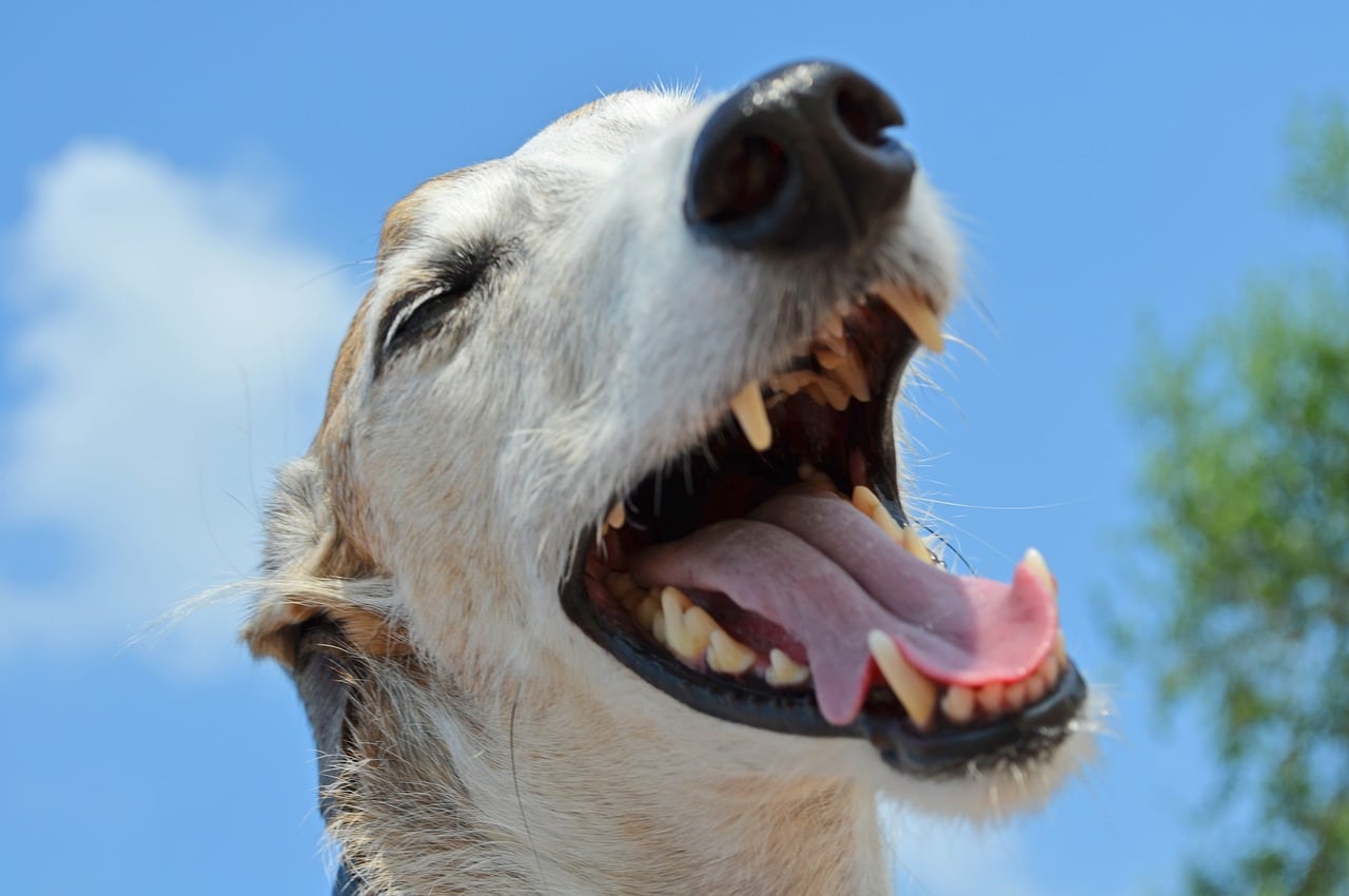 Open-Mouth Breathing in Dogs: When Is It a Problem? Vet-Reviewed Facts