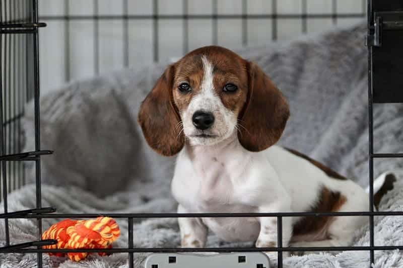 My Puppy Hates the Crate: How to Get Them to Love It (Vet-Approved Tips)