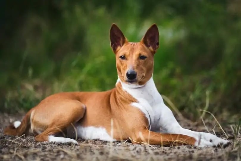 Basenji outdoor