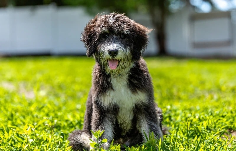 How to Train a Bernedoodle: 12 Vet-Approved Tips & Tricks
