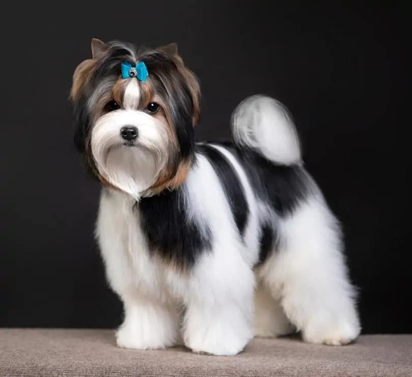 Biewer Yorkshire Terrier