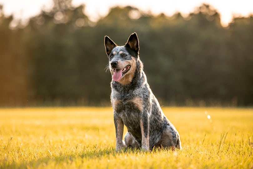 Are Blue Heeler Dogs Really Blue? Setting the Facts Straight (Vet-Reviewed)