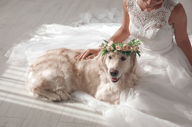 Can You Marry a Dog? Unusual Facts Explained