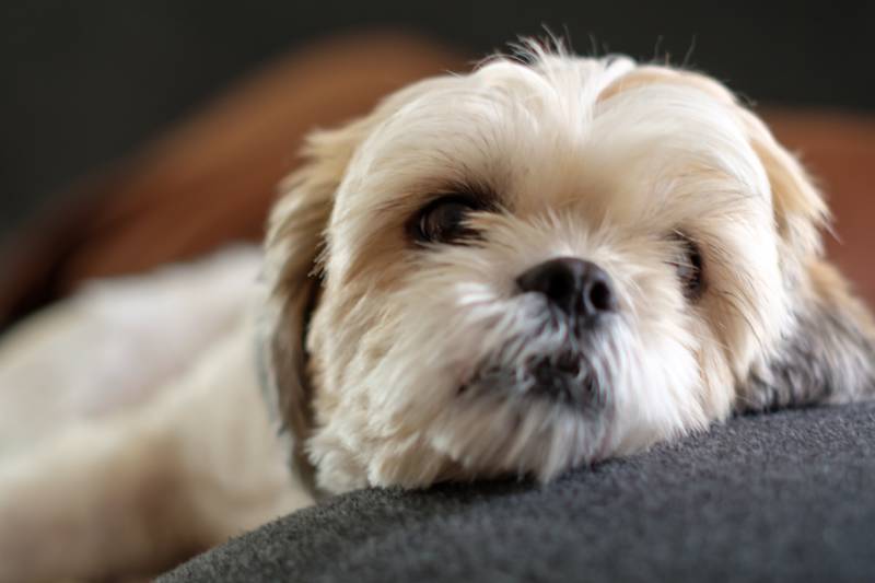 Tracheal Collapse in Dogs: Causes, Signs & Treatment