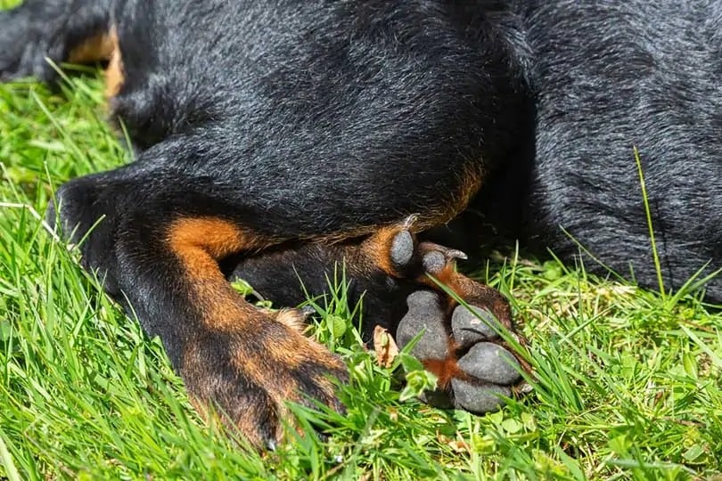 Why Do Dogs Have Dewclaws? Vet-Approved Facts & FAQ