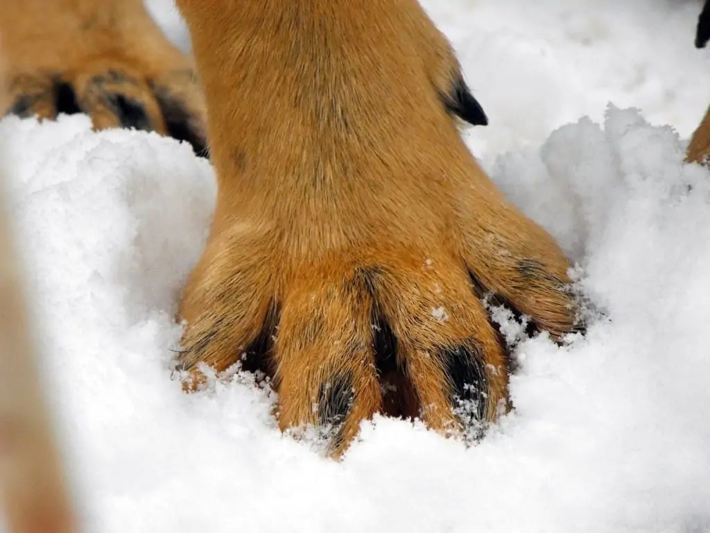Dog Paw Claw