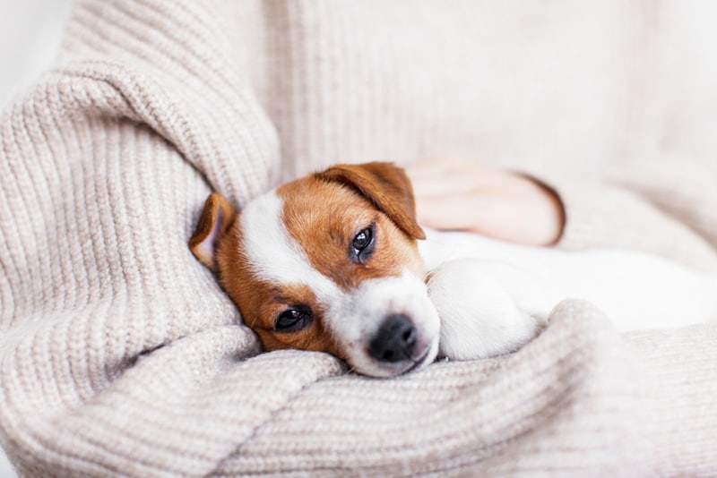 Why Is My Puppy Vomiting and Underweight? Vet-Verified Causes, Treatment & FAQ