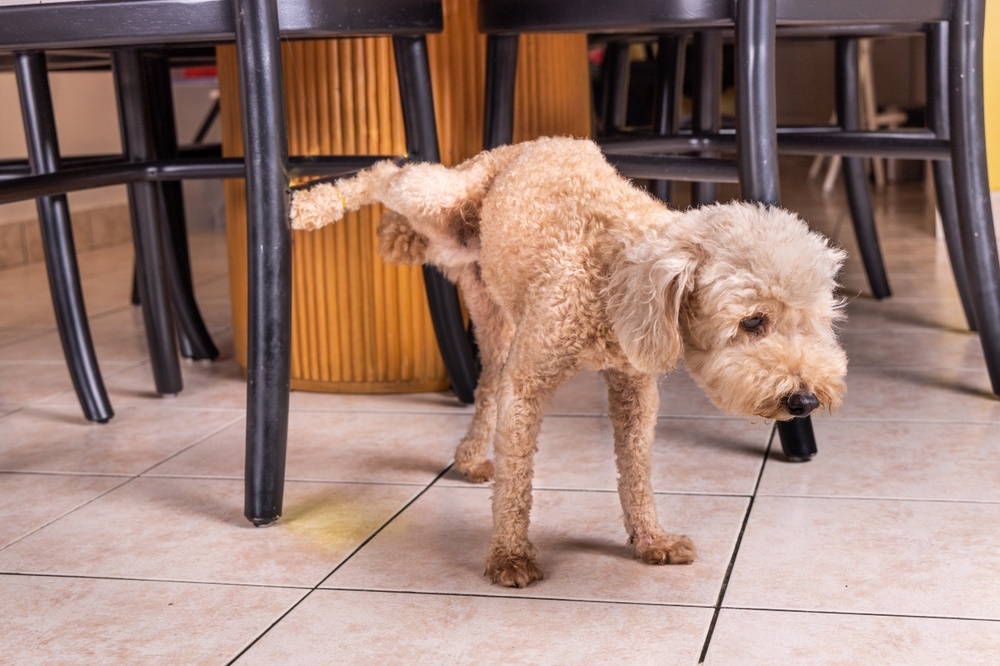 Dog peeing on the floor