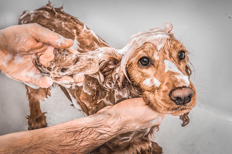 Shampoo Poisoning in Dogs: Vet-Reviewed Health Concerns