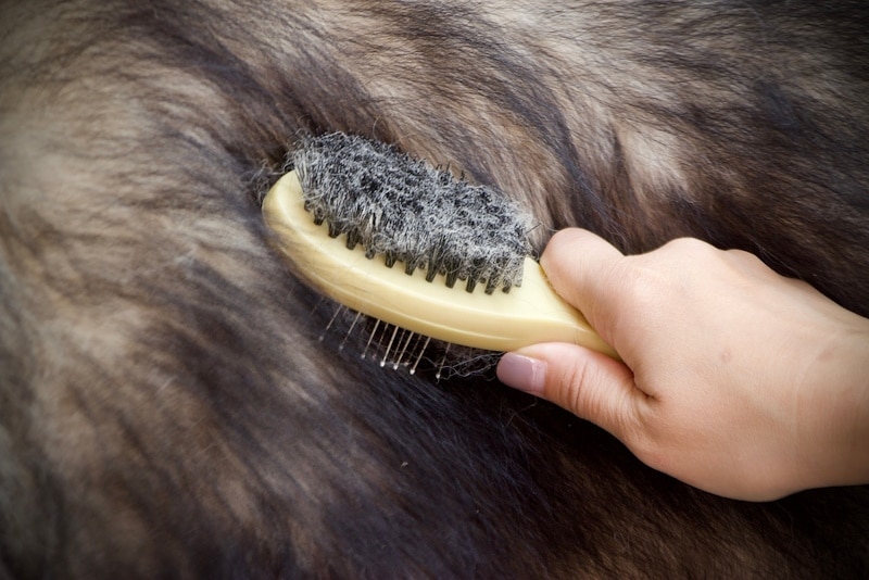 Can Dogs Get Hairballs? Vet-Verified Causes & What to Do