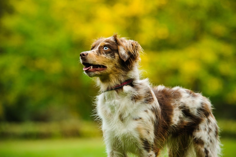 Miniature Australian Shepherd outside