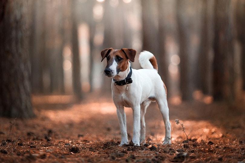 Smooth Fox Terrier Dog Breed: Info, Pictures, Care & More