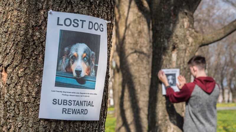 When to Stop Looking for a Lost Dog: Considerations Explained