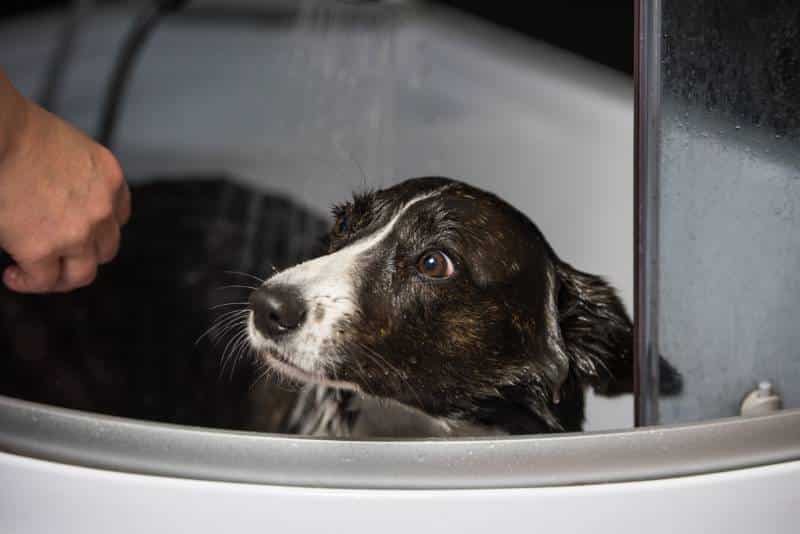 Why Is My Dog Scared of Water? 9 Vet-Reviewed Techniques to Help