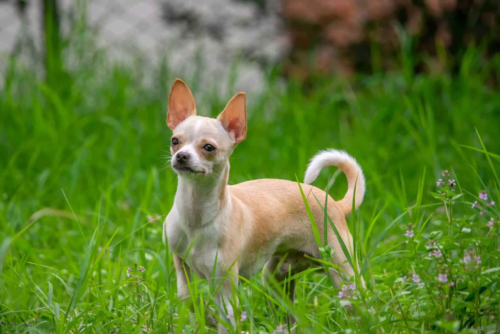 10 Surprising Facts About Chihuahuas (Vet-Reviewed)