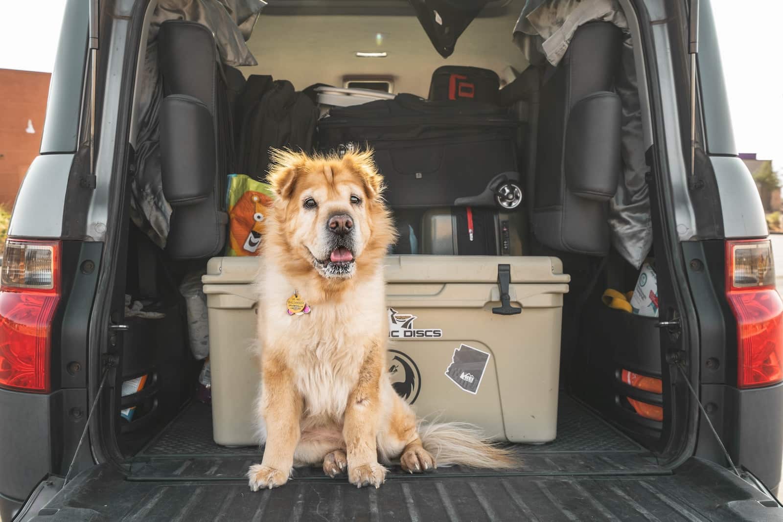 Road Tripping With Your Dog: 15 Vet-Approved Essentials