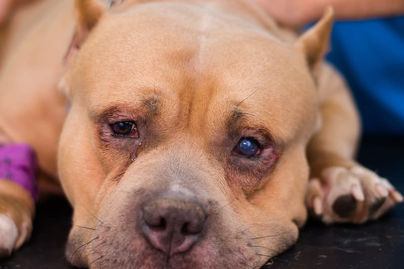 Dog Eye Ulcers: Vet-Verified Signs, Diagnosis & Treatment