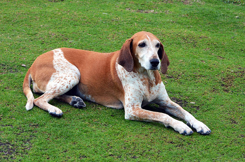 Redtick Coonhound Dog Breed Info: Pictures, Facts, Traits & More