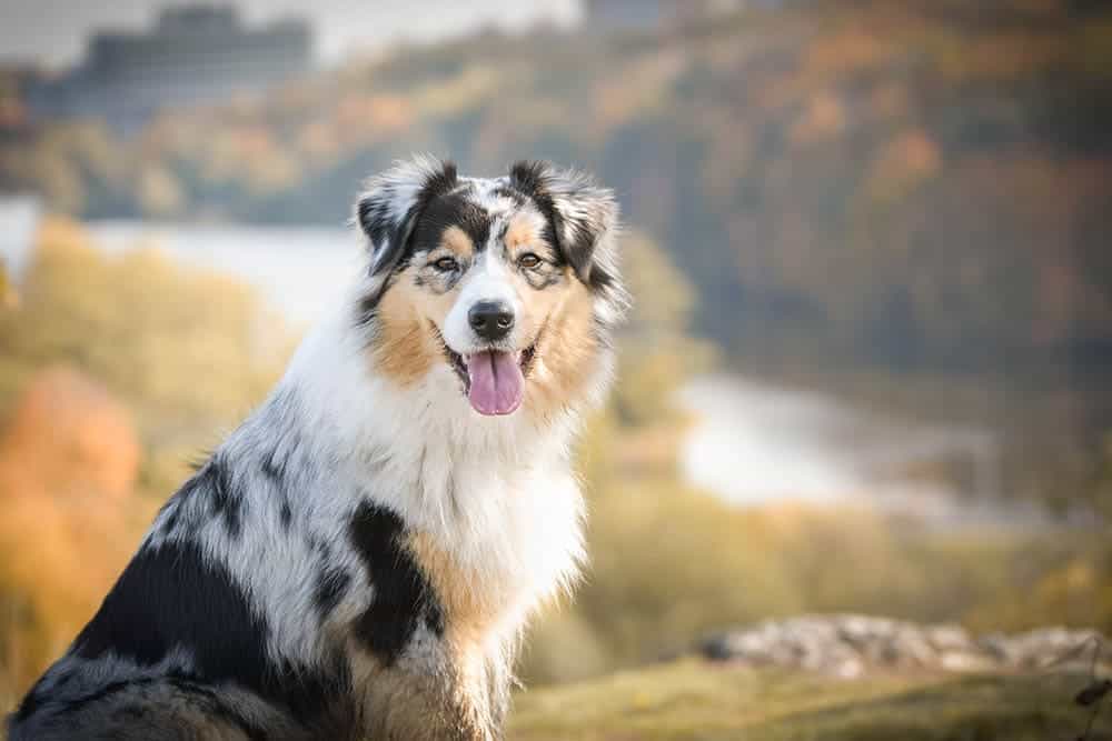 10 Incredible Vet-Reviewed Facts About the Australian Shepherd