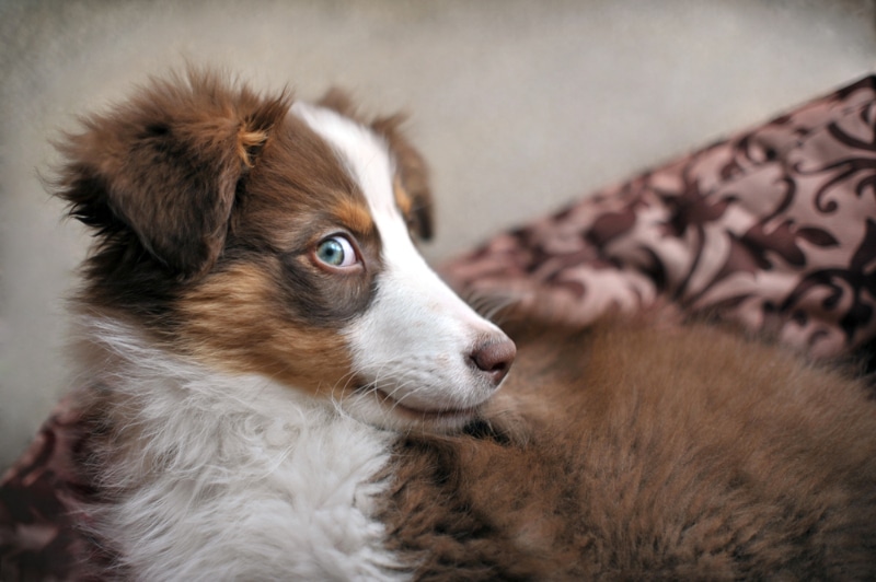 Dog Whale Eyes: Canine Body Language Explained