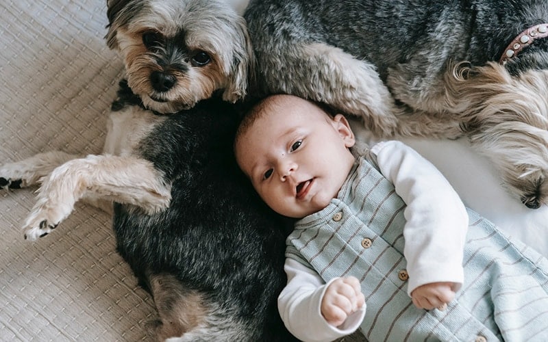 Introducing Babies & Dogs: 20 Important Tips