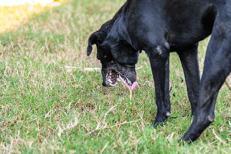 Black dog vomiting